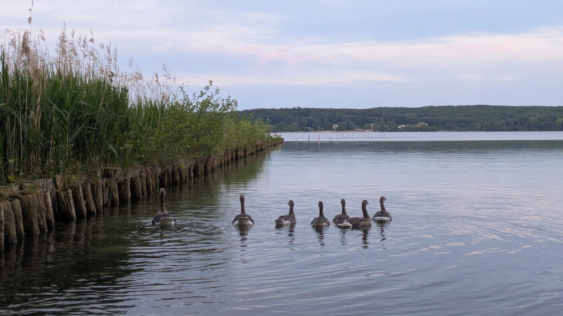 Ankommen in Neubrandenburg: Erstmal die Entchen besuchen.